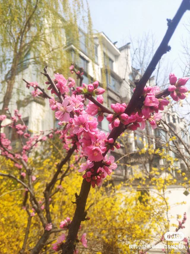 莉莉