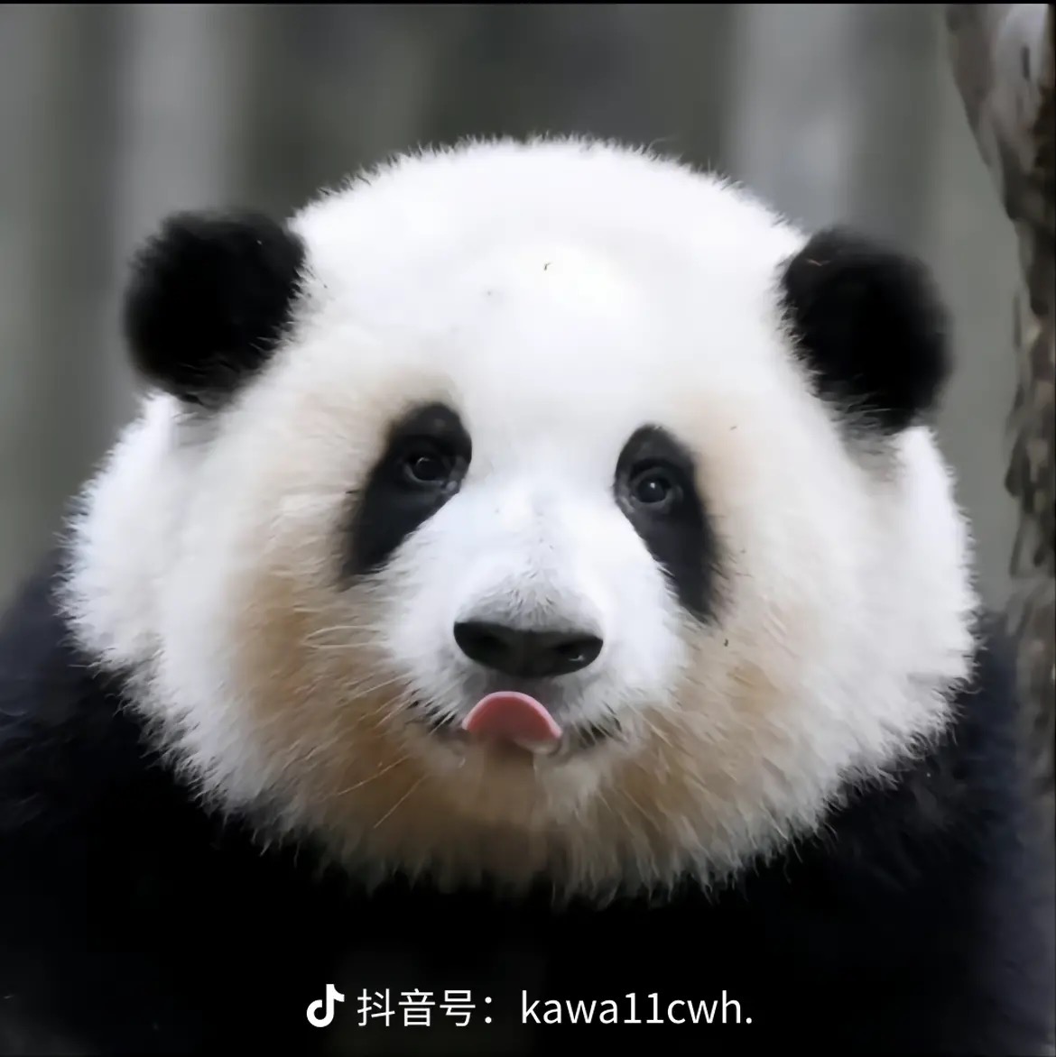 张先生