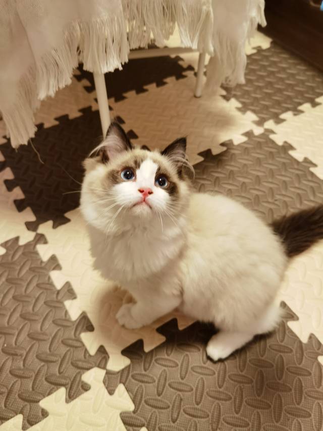 如花