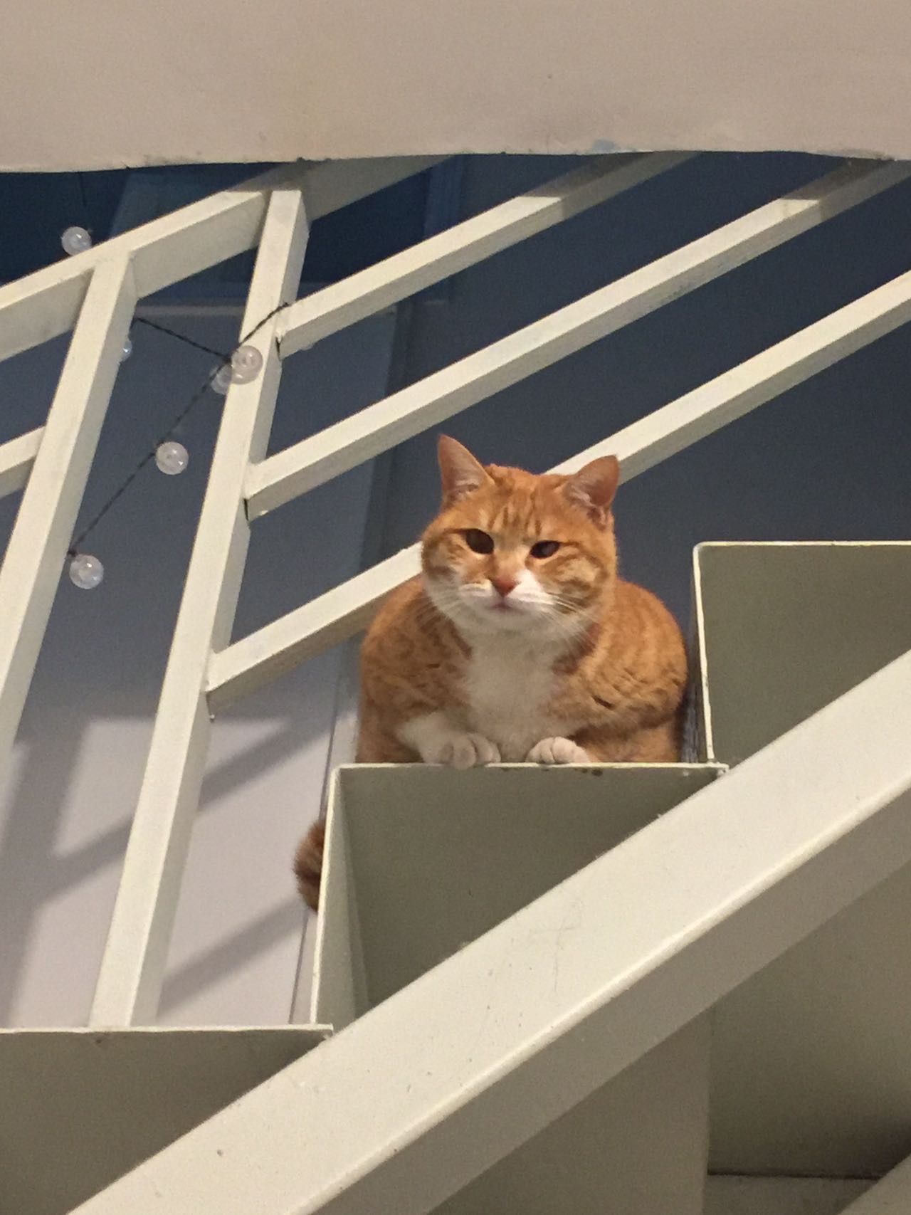 Nanjing-Xuanwu-都是实图实价,南师大 金审学院 金鹰,二号线仙鹤门 学则路站500米,朝南原始主卧独卫 洗衣机,仙林大学城,紫东创意园 徐庄