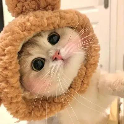 杨
