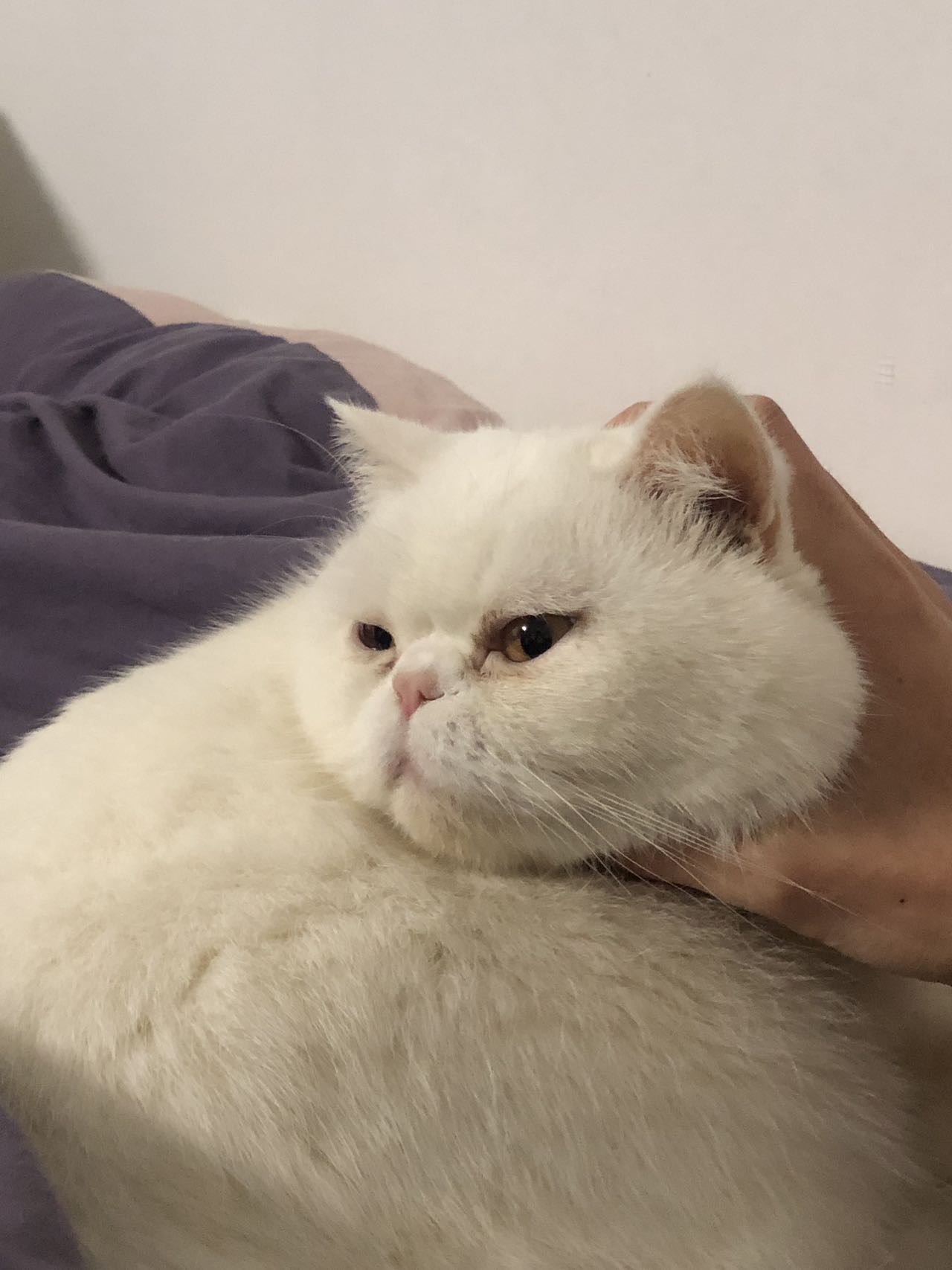 唐