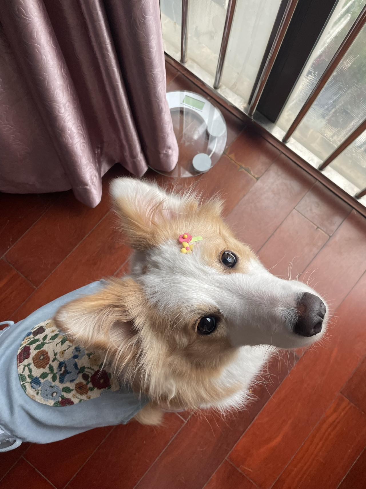 小米辣