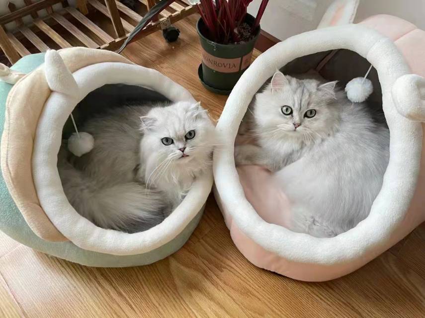 贾先生