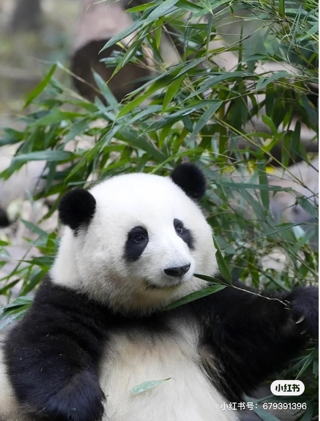 小琳