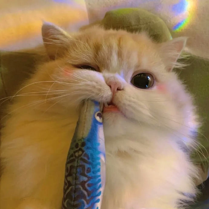 蒋玲玲
