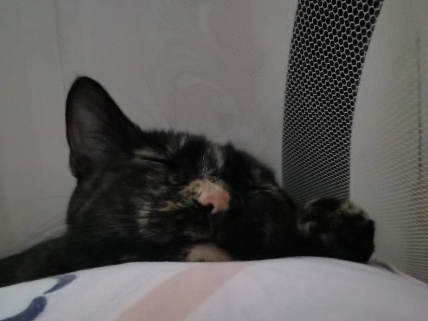 迷你小chuai子😼