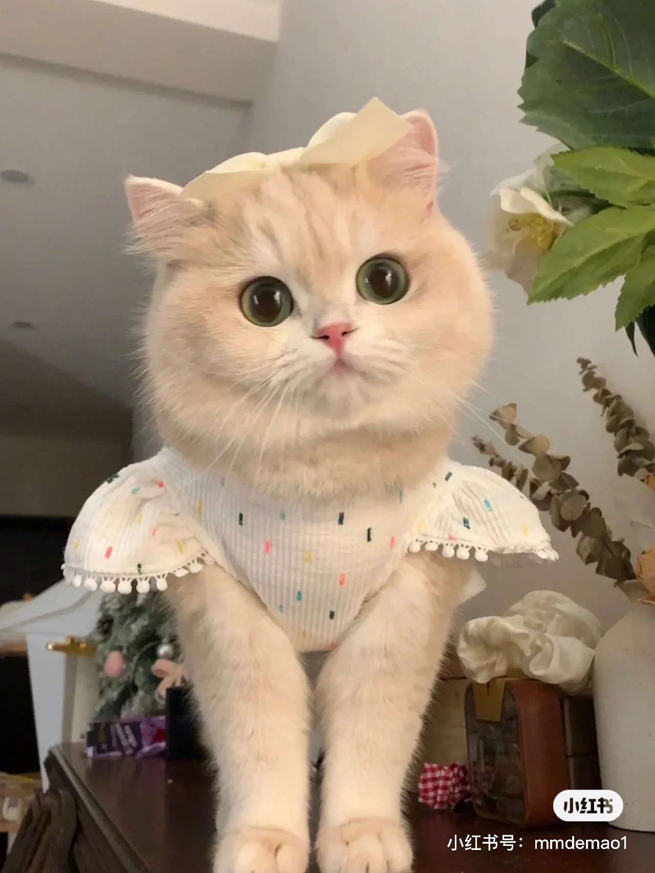 小卡