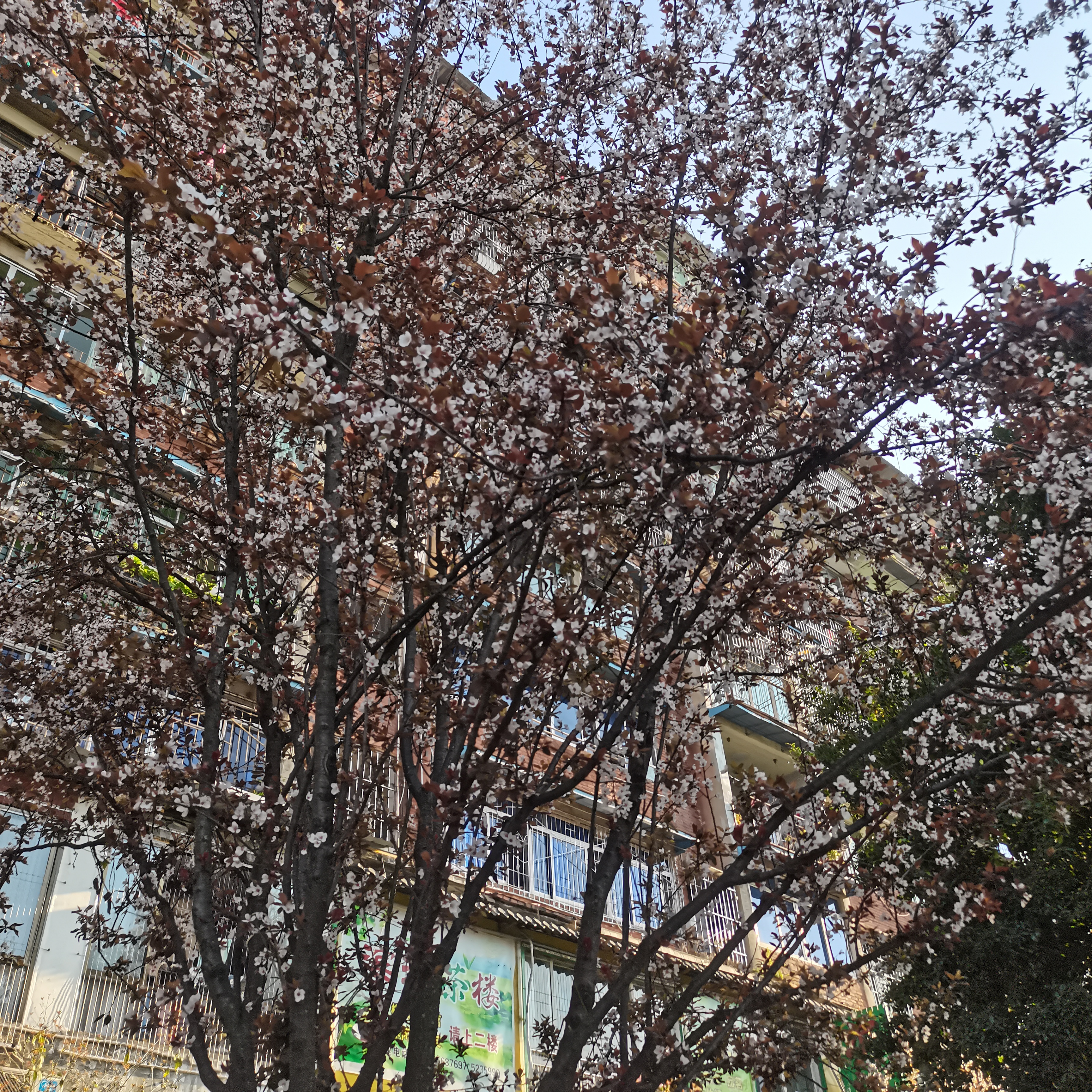 梅花