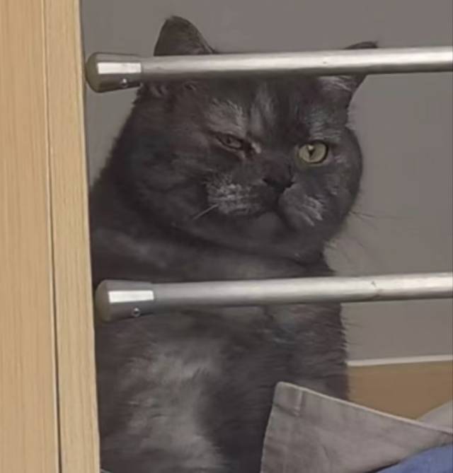 鱼