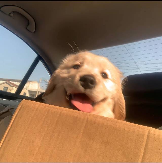 饭炒蛋
