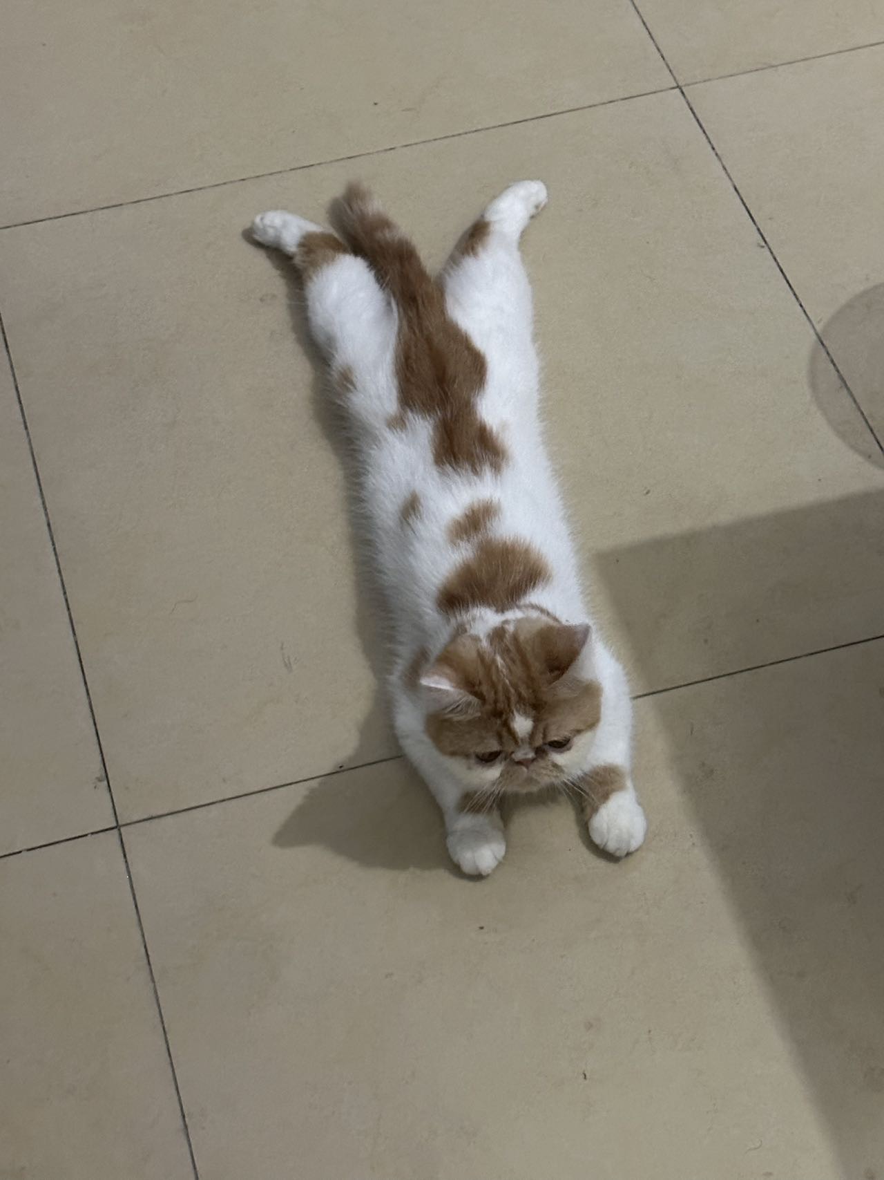 陈