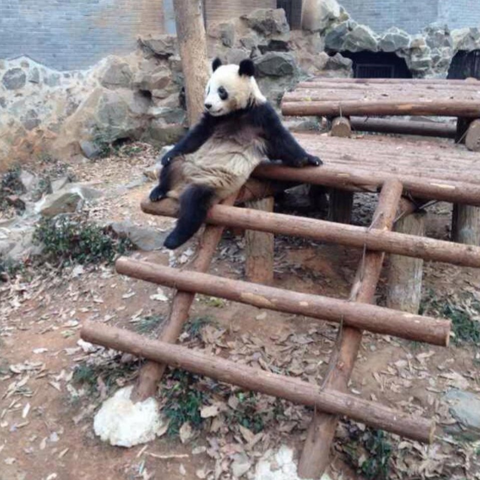 熊猫