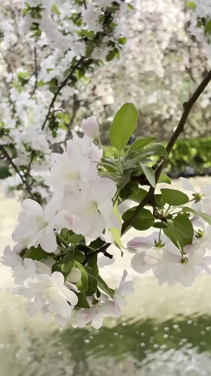 盛开的海棠 