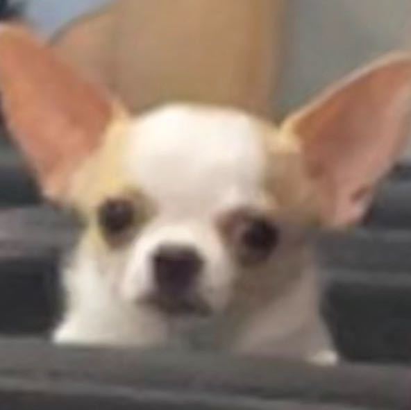 大头喜
