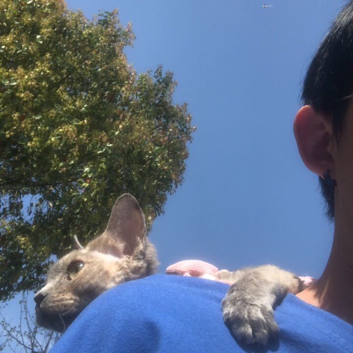 鹿上海