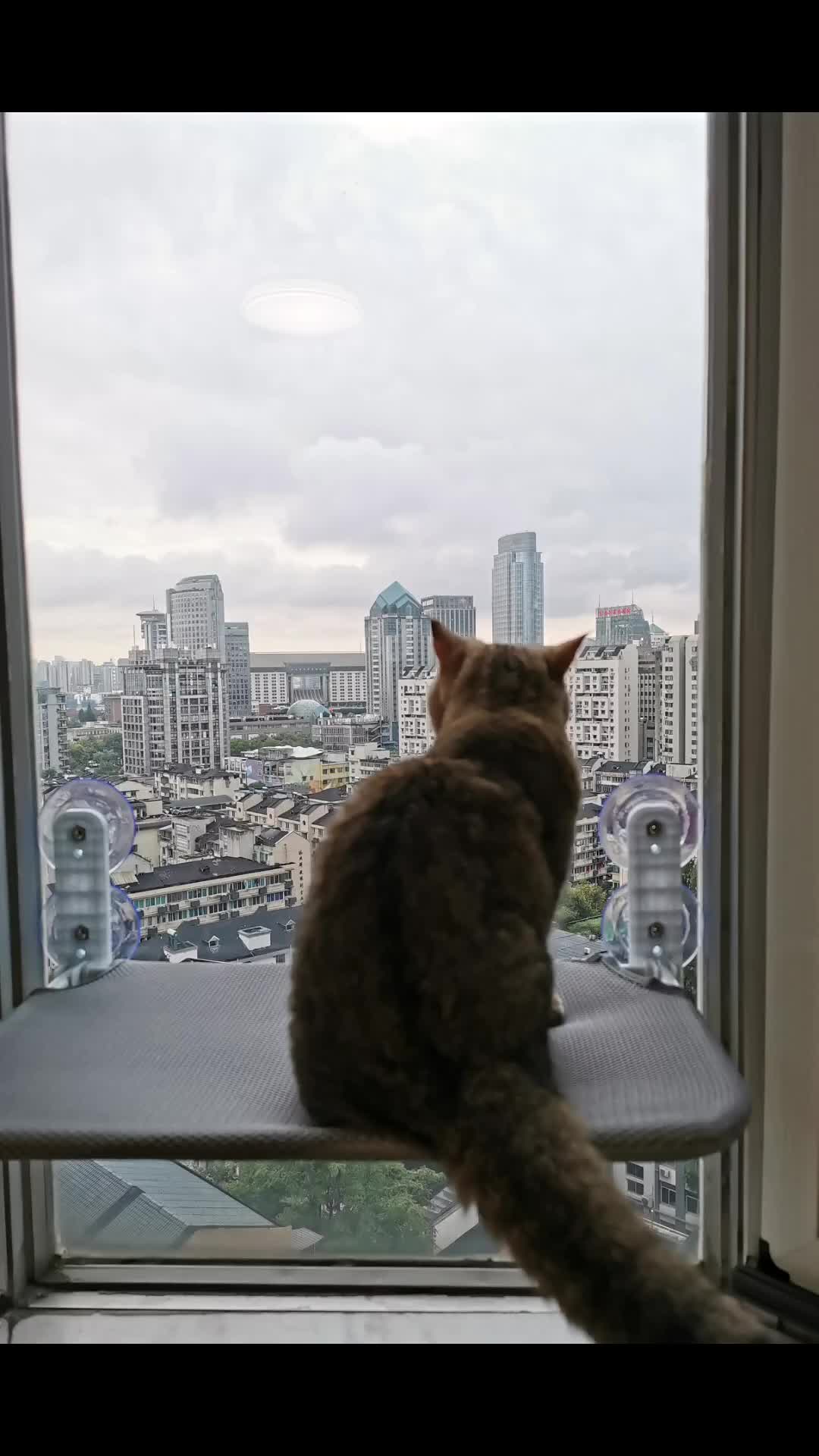 猫咪也爱看灯光秀