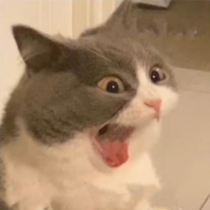 🐱