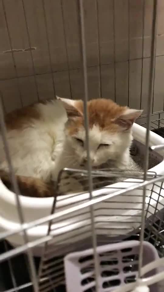 救助救助救助https://crowd.