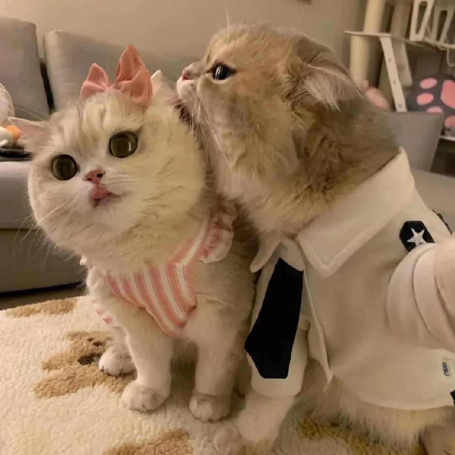 航崽
