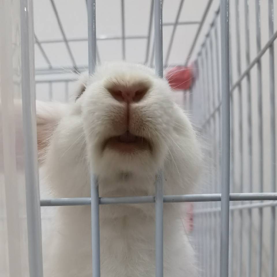 狗不理烧卖