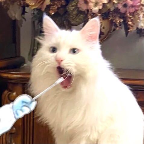 🐱