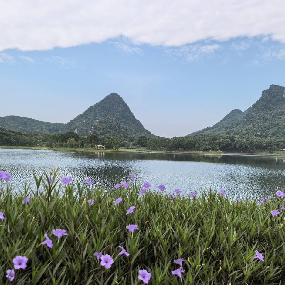 秦莉