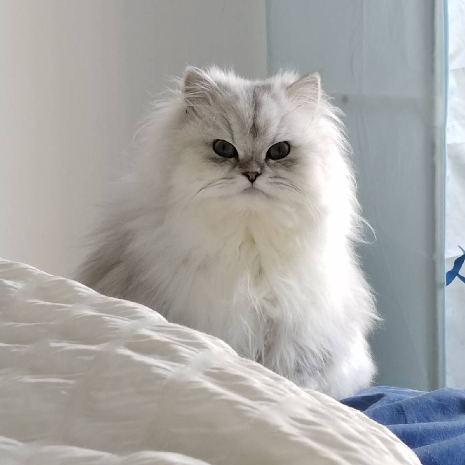 丝血反杀闰土的猹