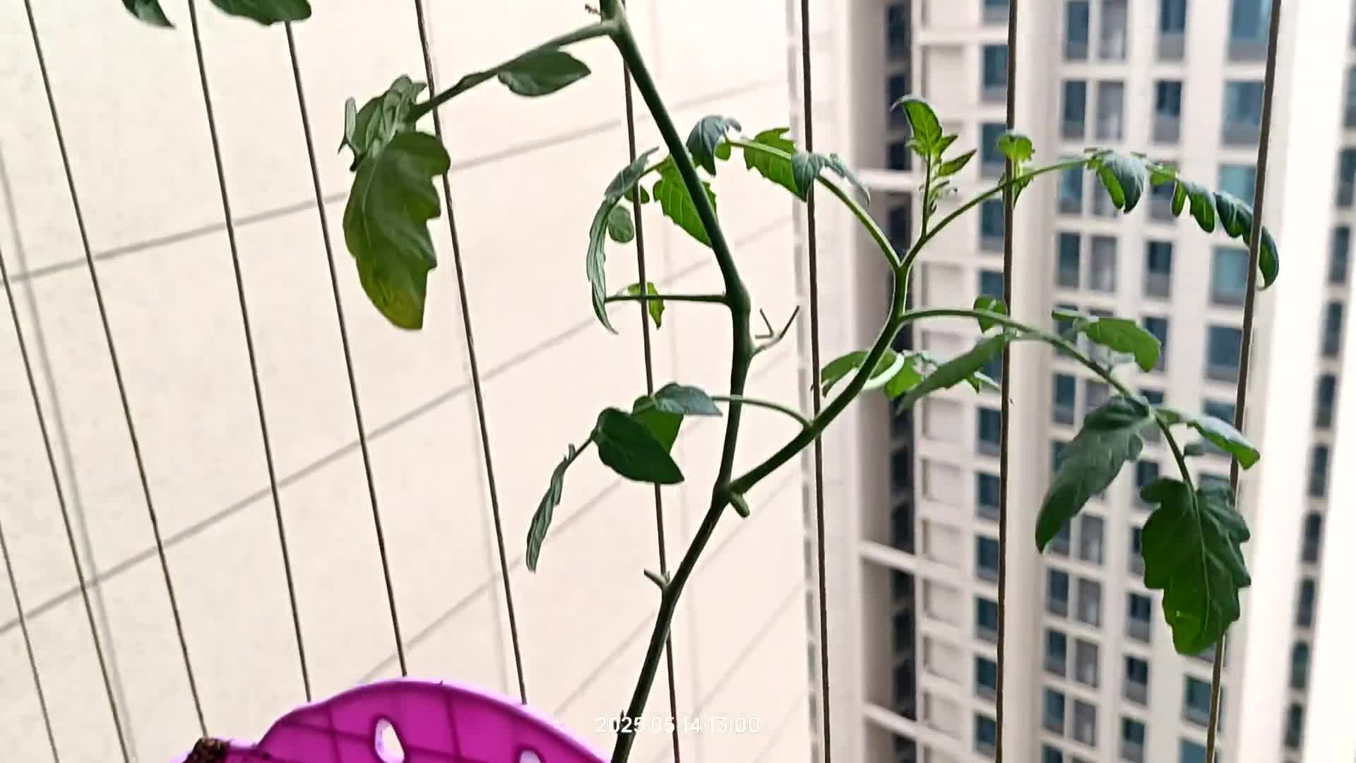 阳台种的小番茄都活了