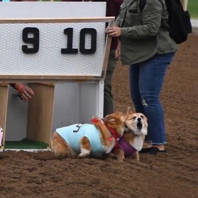 🧣