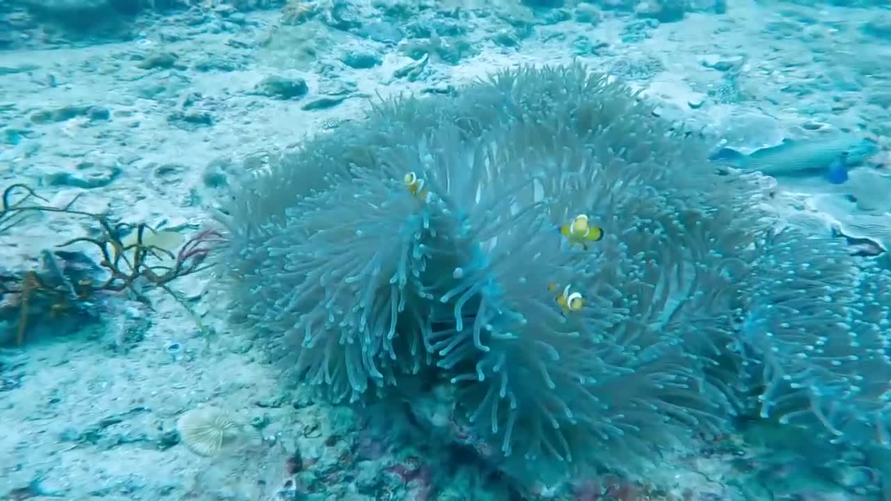 你觉得小丑鱼真的丑吗？ 在线蹲室友 
