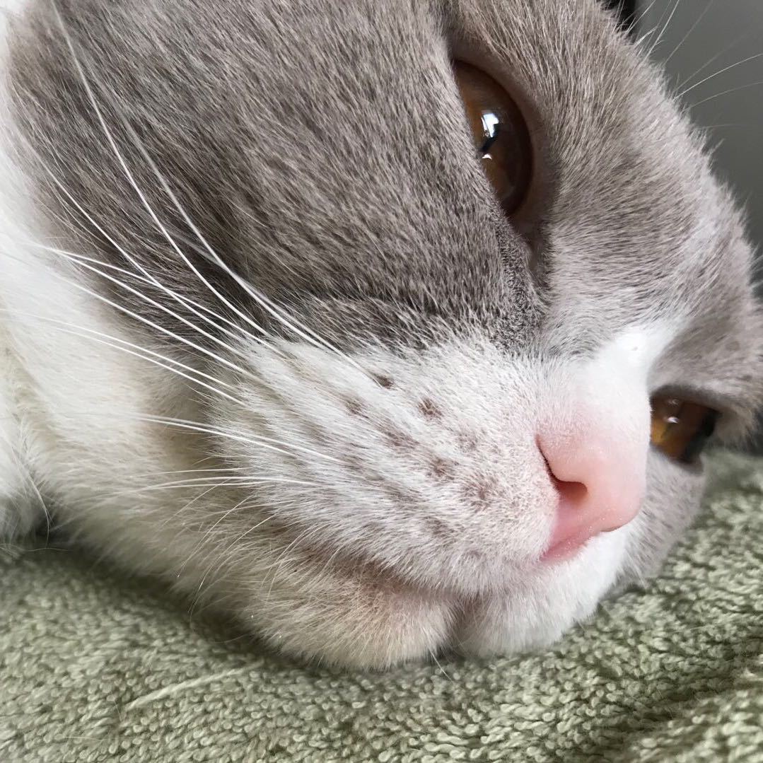 清欢
