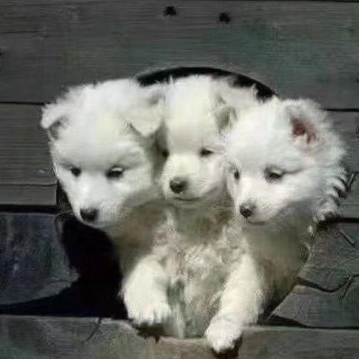 🐏
