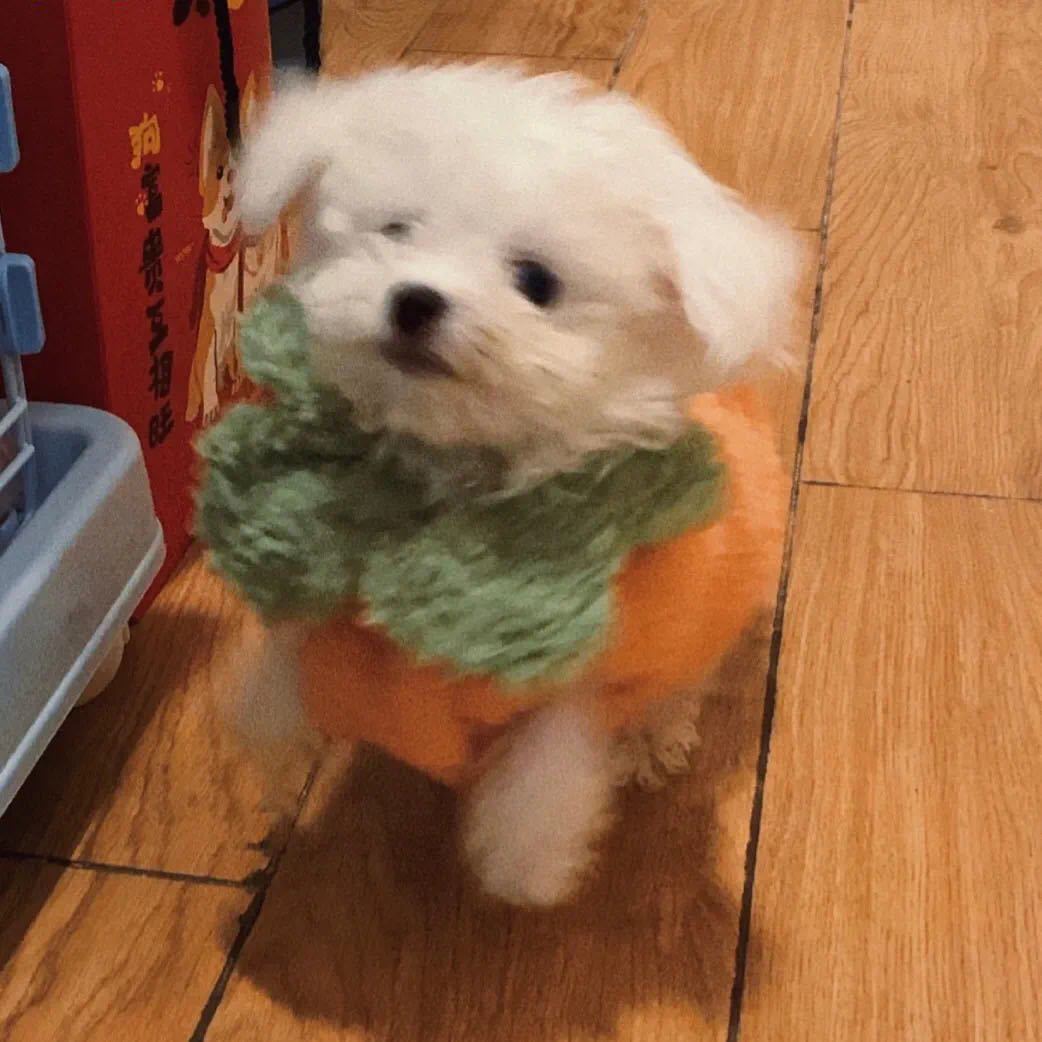 崔小草🌱
