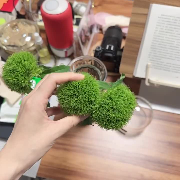 绿毛球