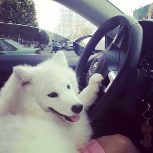 无所畏惧的牛牛