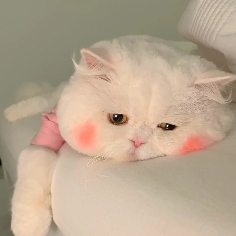 Three ʚ🧸ྀིɞ